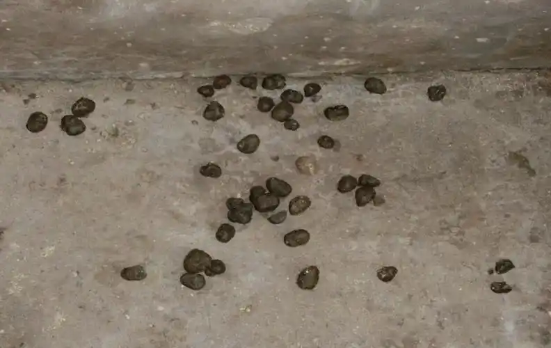 原创猪粪便带白色粘稠是什么病猪大便上有白色的东西养猪人要重视