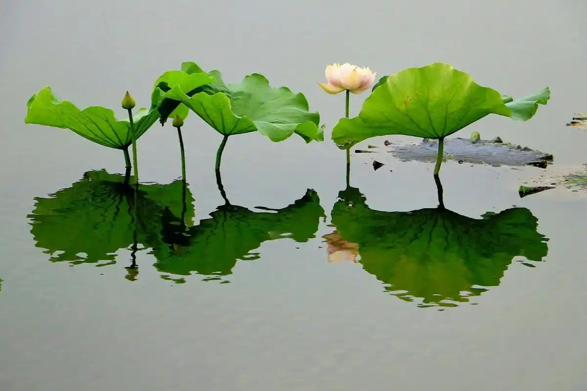 原创摄影#荷韵  #唯美意境 #点点水滴映荷莲 #带你走进 - 抖音