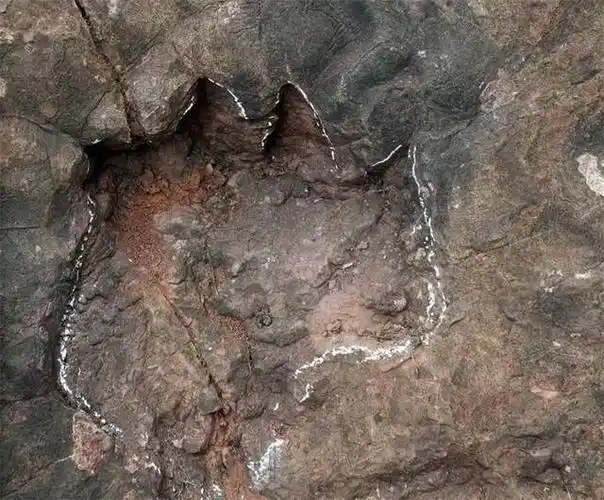 中国最大侏罗纪早期蜥脚类恐龙足迹群现身