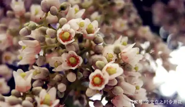 时令开花之香椿花