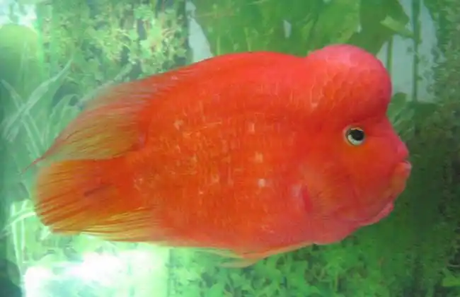 金刚鹦鹉鱼和普通鹦鹉鱼的区别