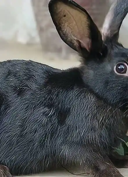 小黑兔一如既往可爱,养了黑兔子才知道,兔子还可以这么黑