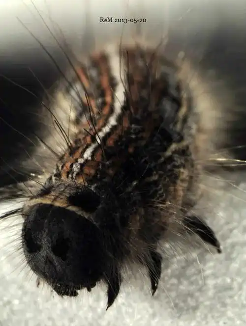 有喜欢毛毛虫的麻麻和小盆友吗进来看显微镜下的虫虫胆小的别进来啊