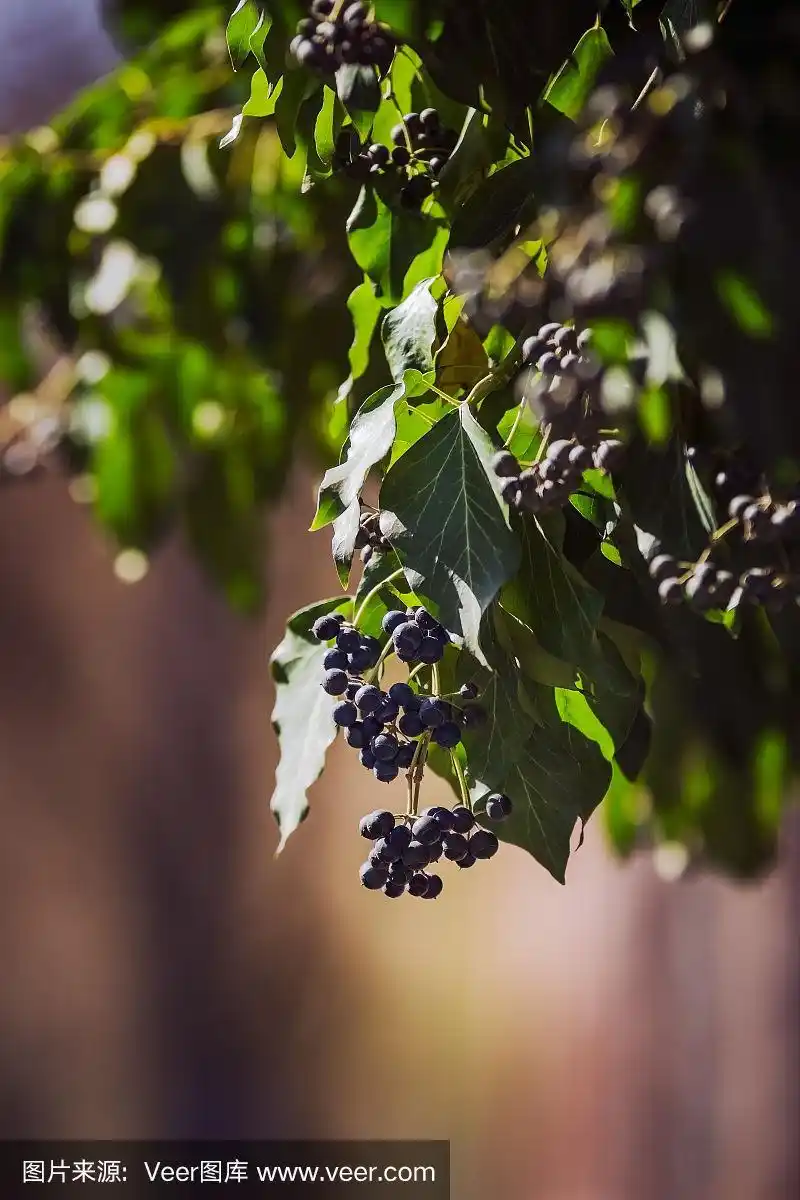 在春天的阳光下,篱笆上挂满了绿色的常青藤和果实