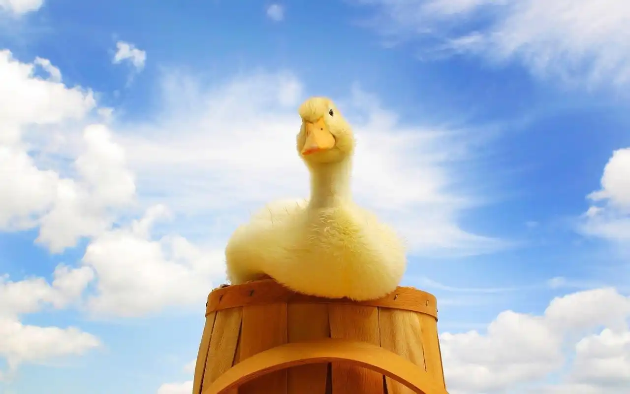 可爱毛绒绒小黄鸭图片桌面壁纸