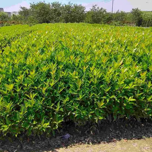 金心黄杨是什么(带你了解能对抗城市烟尘和甲醇的植物)