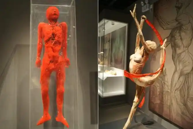 数百件人体标本降临武汉 带你走进生命体验之旅