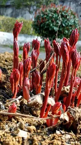 四年生的芍药发芽是什么感觉?看看我园子正在抽芽的芍药