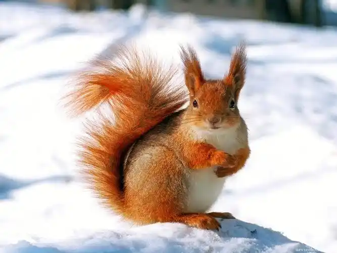 宠物介绍雪地松鼠