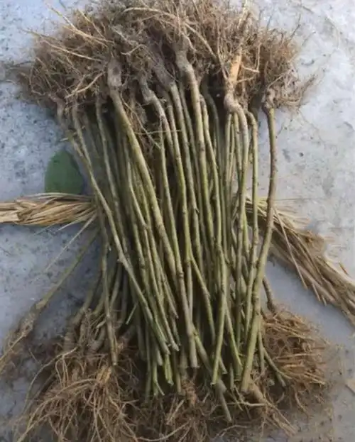 树苗香金葚果桑苗白长桑葚苗新品种特香桑葚果树果树