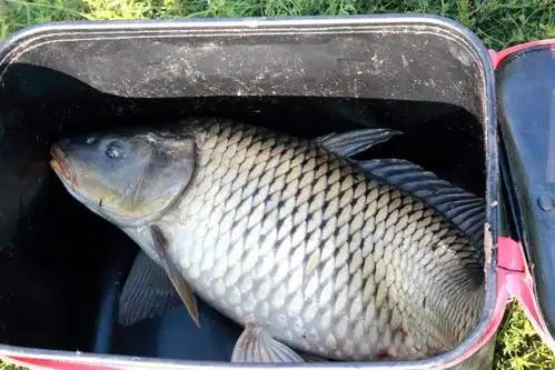 山洞里的鱼多到"上岸",一条能卖好几百,各地垂钓者蜂拥而至