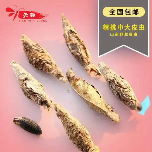 热销画眉鸟食活体虫_(统货500g/1斤)皮虫 野生画眉鸟活体鸟食虫小黄虫