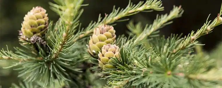松塔怎么取出松子(普通的松树有松子吗)