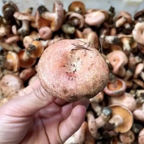 枞树菌干枞菌松树菌寒菌松乳菇三九菇雁鹅菌重阳菌菌干菌菇类干菌类