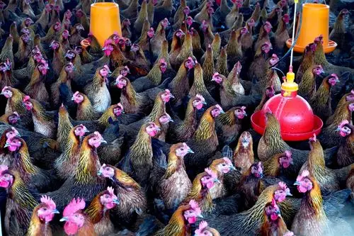 广西贵港瑶山鸡助脱贫