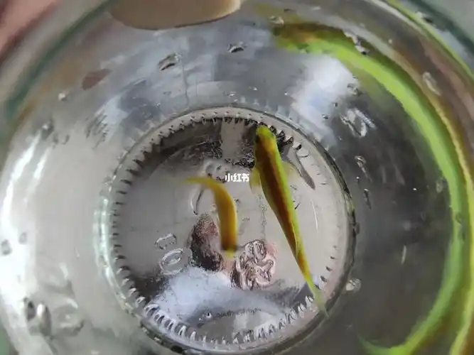 斑马鱼怎么分公母