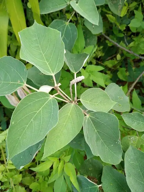 其它 15周药植作业 写美篇白背叶 科属:为大戟科野桐属植物白背叶 性