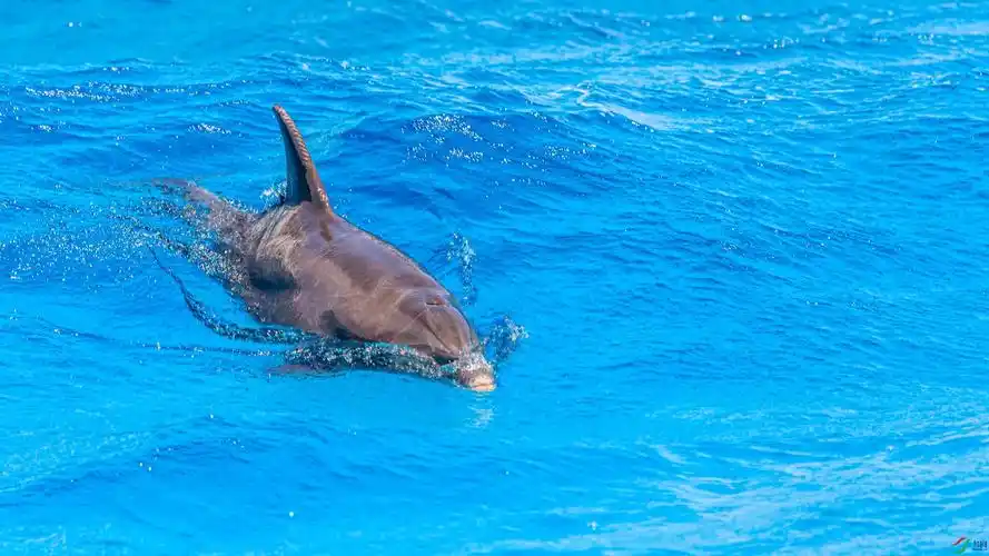 宽嘴海豚·约旦