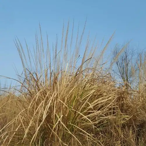 从一堆枯草起步