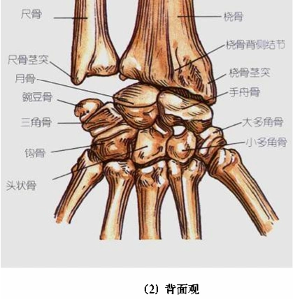 【专题讲座】腕骨的骨折与脱位! [精华]