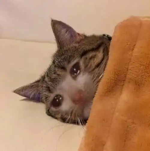 哭了- 斗图大会 - 伤心猫,小猫,伤心,流泪表情库 - 真正的斗图网站