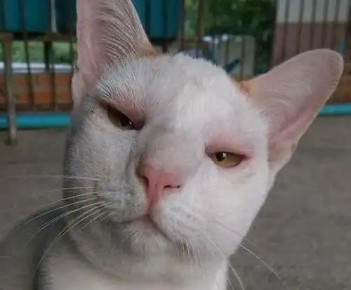 猫咪出去一趟后竟然肿着脸回来,主人看了之后,简直是爆笑不已