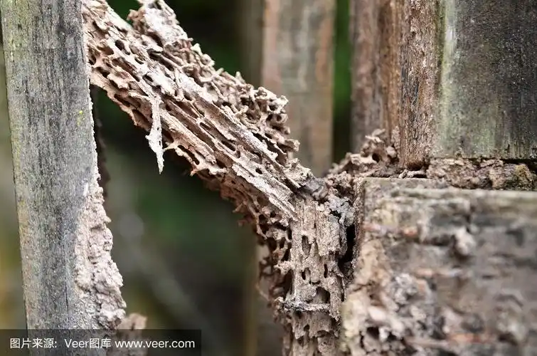 被白蚁吃掉的损坏木材
