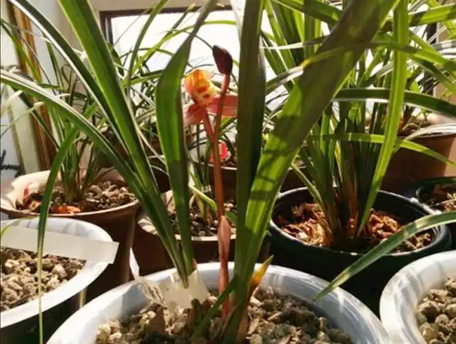 兰花怎么养 兰花如何浇水盆栽(记住浇水技巧兰株不烂根)