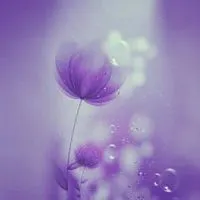 好看紫色淡雅唯美图片做头像_微信头像图片大全