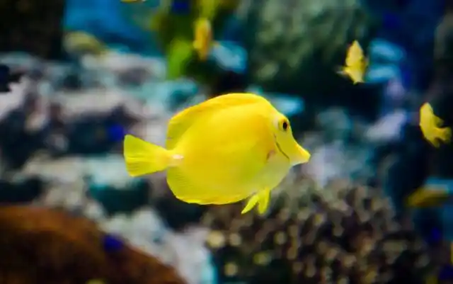 该水族馆可观赏的鱼类很多,coex水族馆是韩国最早建成的主题水族馆