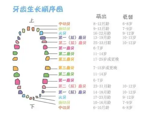 孩子长牙齿一般在什么时间段(孩子正常的牙齿过程是怎样的呢)
