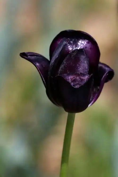黑色郁金香 黑色郁金香(黑色郁金香花语) 生活