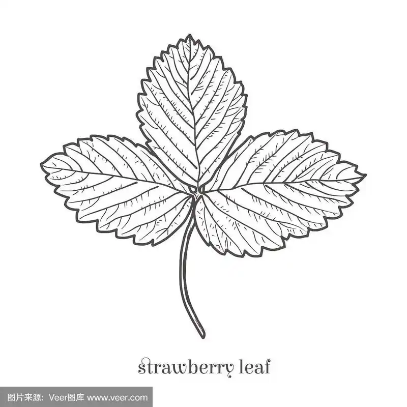 草莓的叶子.手绘涂鸦矢量插图.