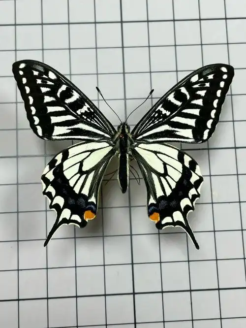 柑橘凤蝶papilioxuthus