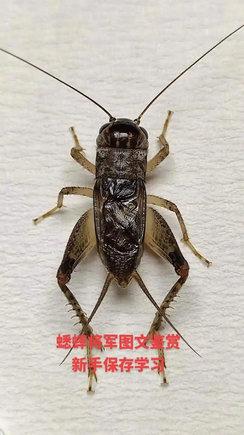 蟋蟀将军图文鉴赏,新手保存学习#蟋蟀文化 #蟋缘庄翅王团 - 抖音