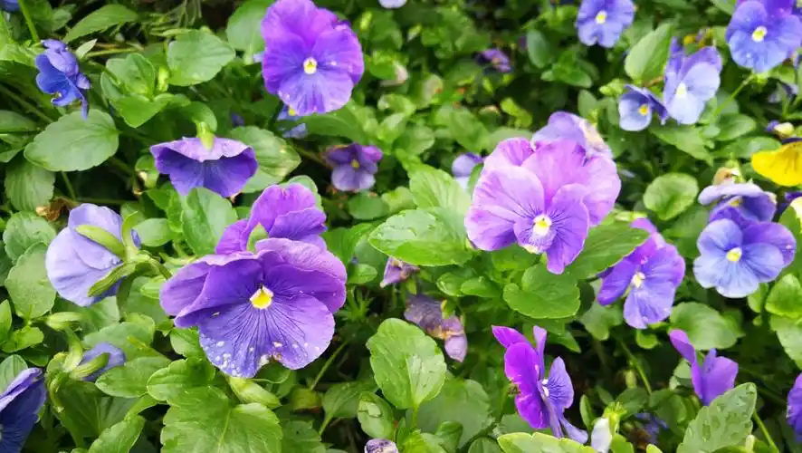 校园三色堇(副本)