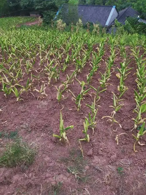 四川省乐山市犍为县姜黄正值生长周期,产地有死苗现象,货源走动一般