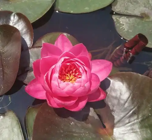 七彩睡莲(手机随拍)