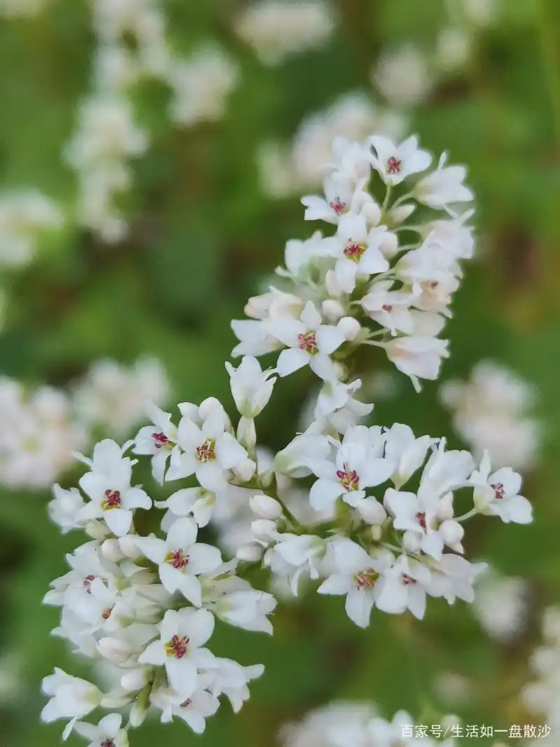 洁白的荞麦花