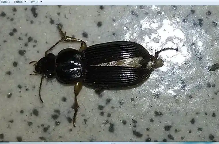 最近家里总是出现这种黑色的虫子,求大师鉴定,另告知怎么才能消灭?