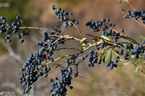山上拍不知名的野果
