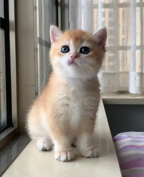 金渐层12色妹妹找新家