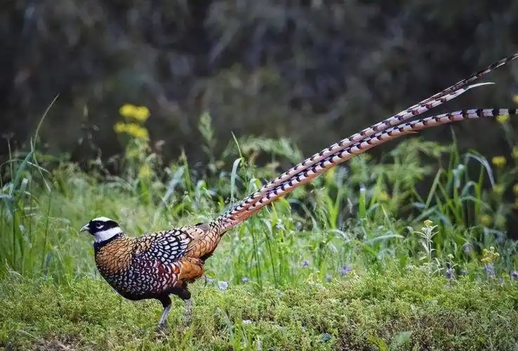 农民直言:真惹不起!_野味_母鸡_公鸡