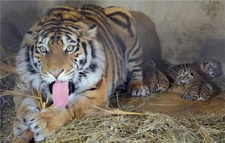 人们很难分辨出老虎的性别(从正面看),母老虎甚至更为凶猛,尤其是在