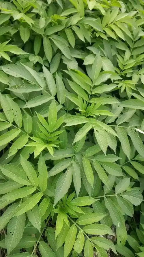 奇数羽状复叶,,结的那个红色圆锥形的不知道是什么?