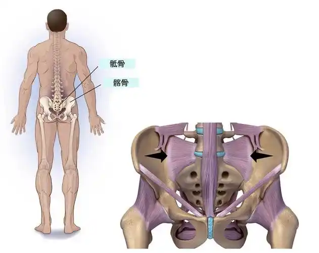 不对称的力,加上弯曲的力学变化,会让椎间盘向后"跑",使得腰椎髂骨
