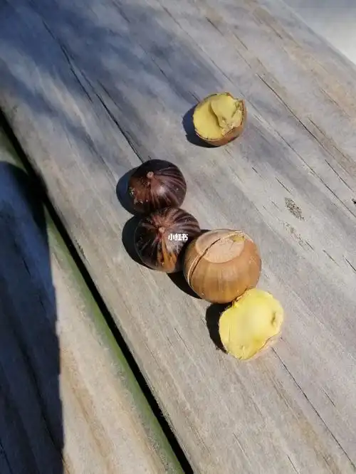 不懂就问·这是橡子吗?果肉像板栗仁黄色