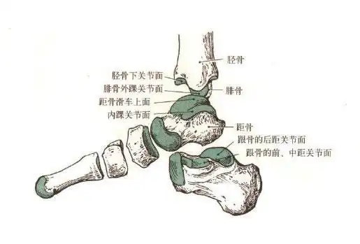 足关节部位解剖示意图-人体解剖图