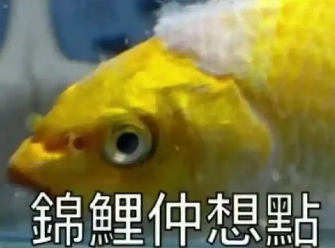 无法无天的粤语锦鲤表情包##锦鲤表情包演广州人状态##广式生活