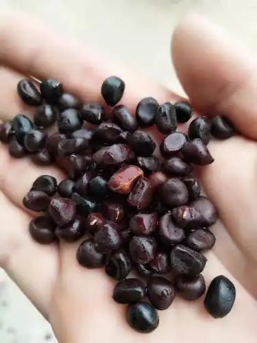 白芍为芍药科植物芍药的干燥根,又名芍药,具养血柔肝,缓急止痛之功能.